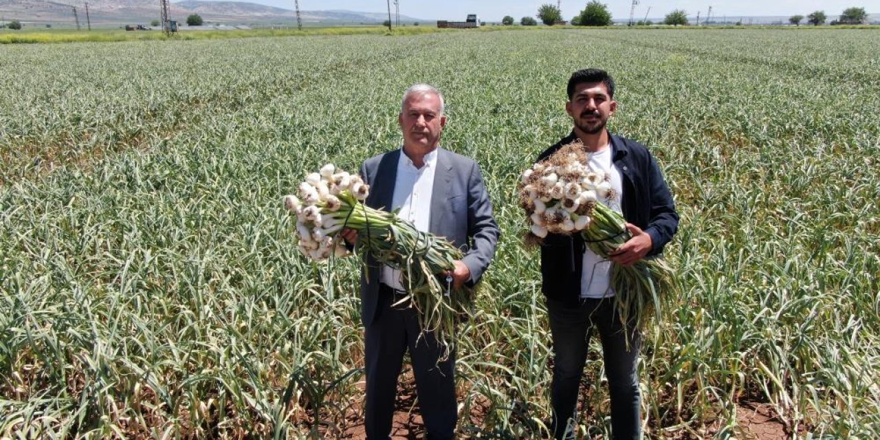 AB tescilli Araban sarımsağının hasadı başladı