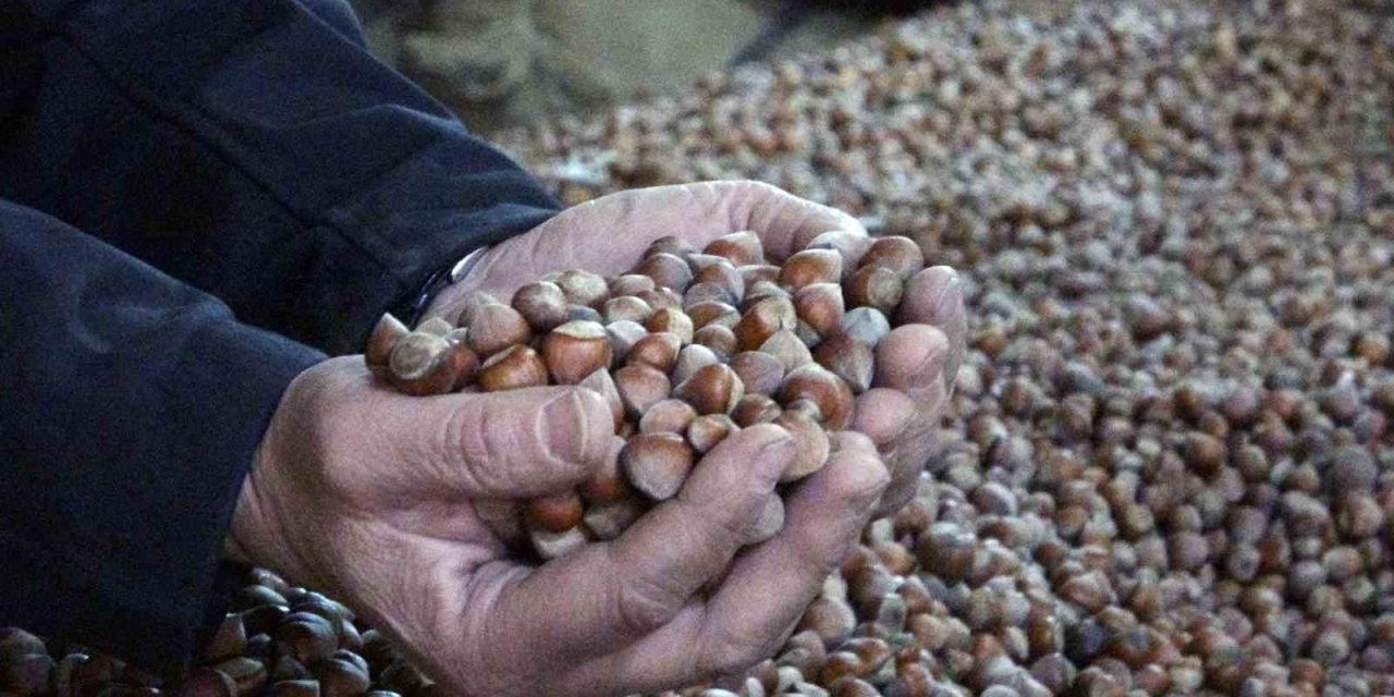 Üretici yandı fındık fiyatları 220 liradan 180 liraya düştü