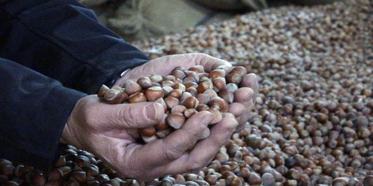 INC Türkiye fındık rekoltesini açıkladı