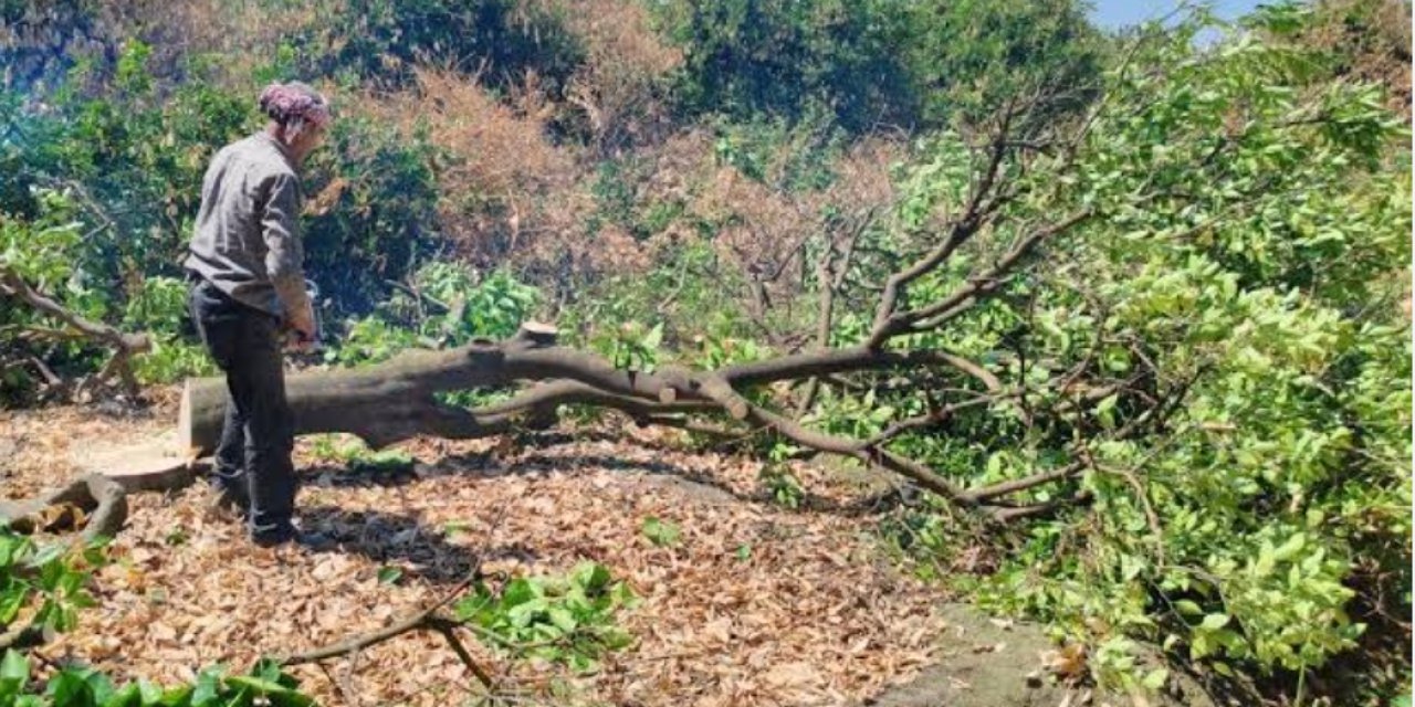 Hatay da don afetinde kuruyan ağaçlar kesiliyor
