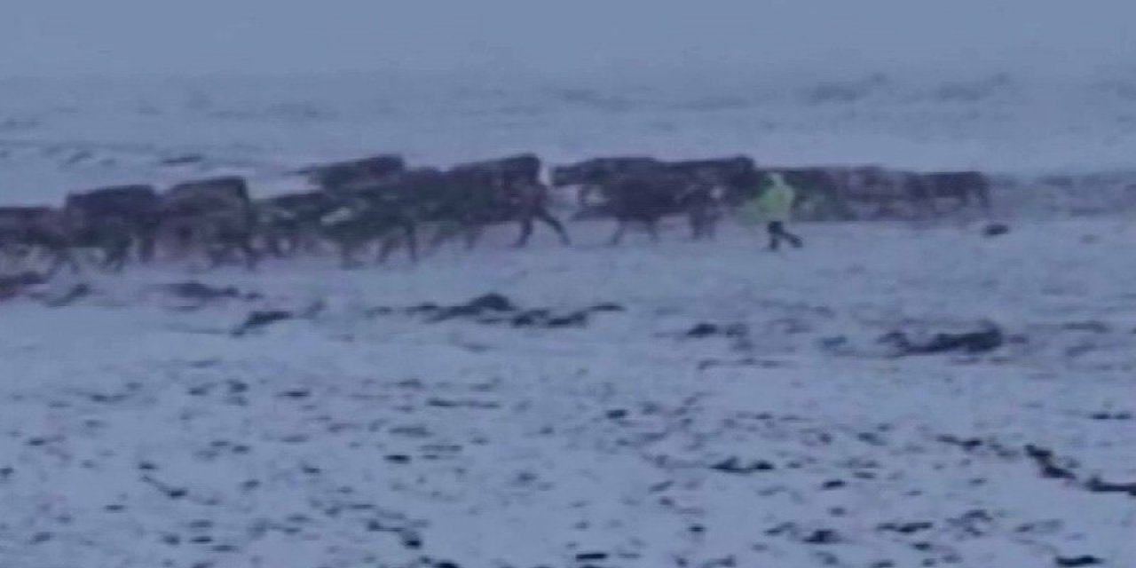 Ardahan'da aniden bastıran kar çobanlara zor anlar yaşattı