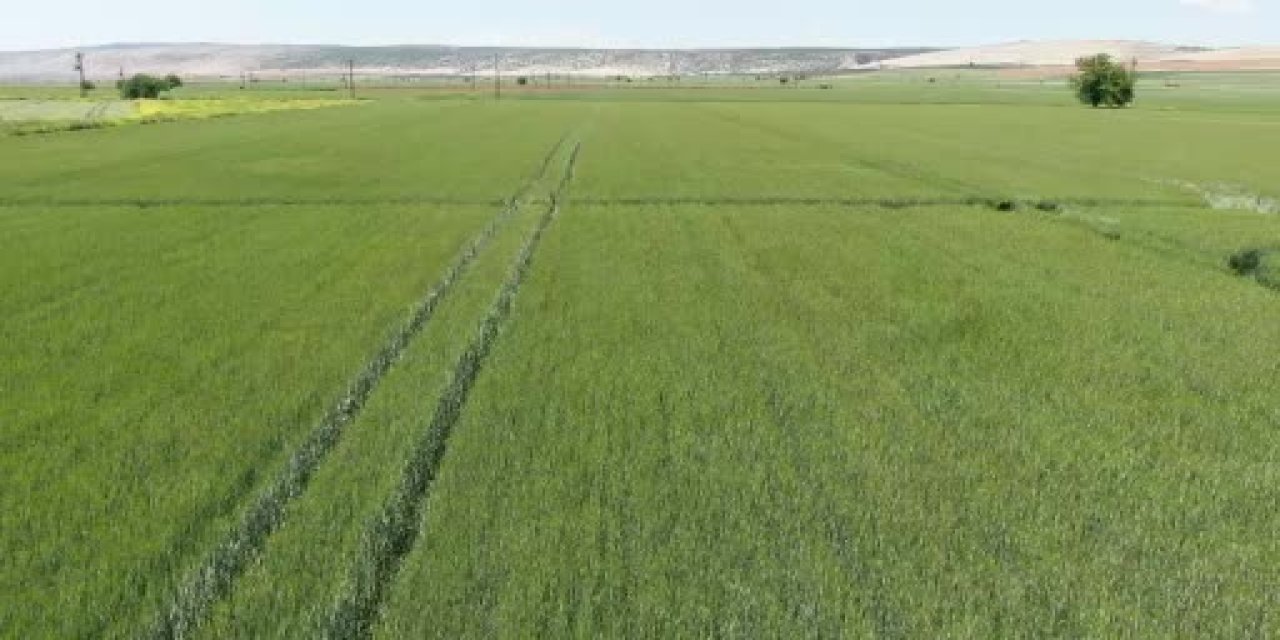 Gaziantep'te  buğday çiftçinin yüzünü güldürüyor