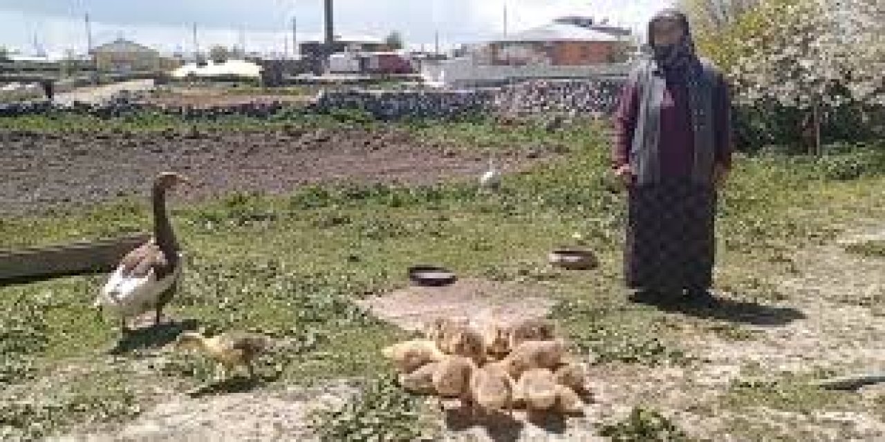 Kars’ta o canlı, gram altınla yarışıyor