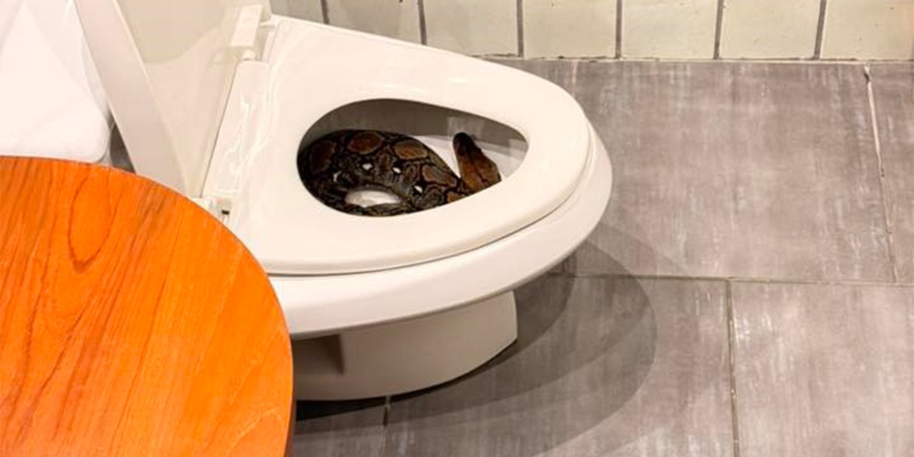 Tuvalette otururken dikkat! bakmadan oturmayın