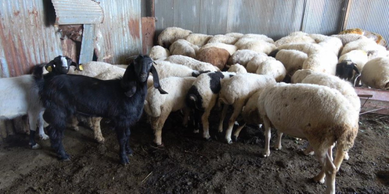 Kurbanlık alırken bunlara dikkat