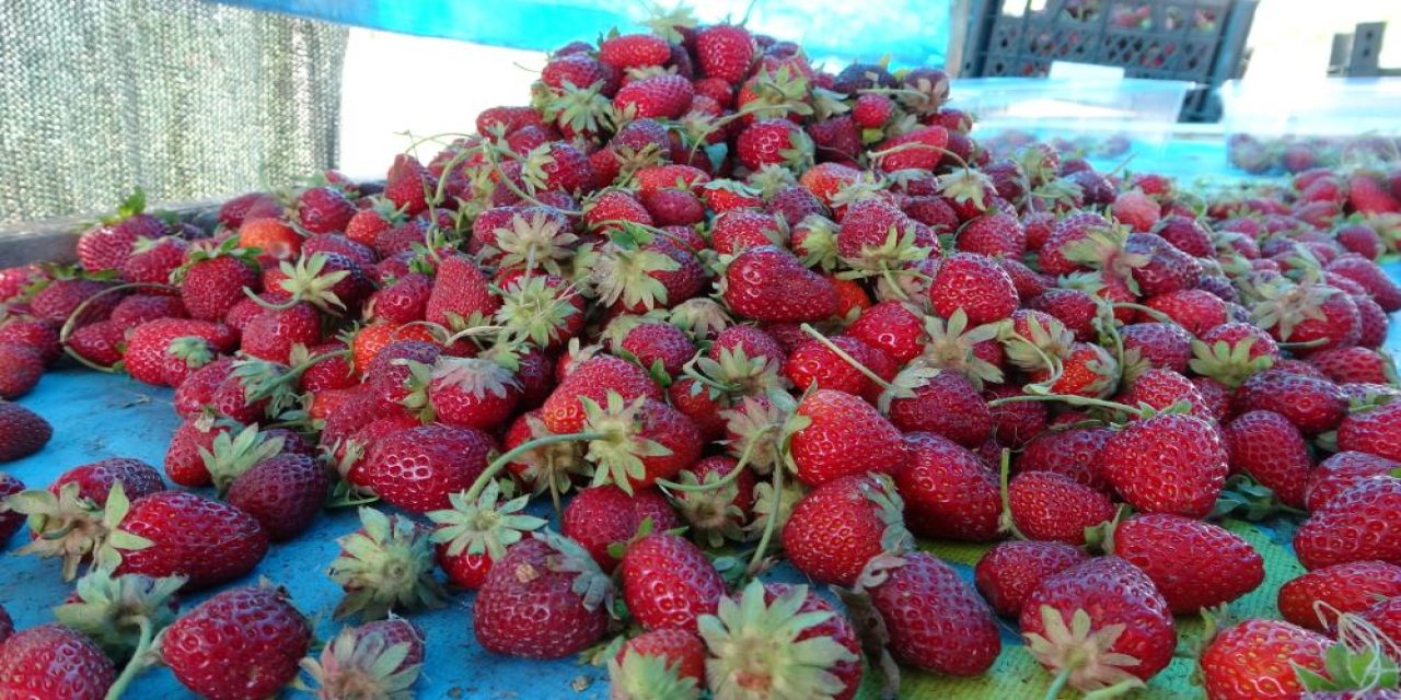 Malatya’da ilk hasat çilekten geldi