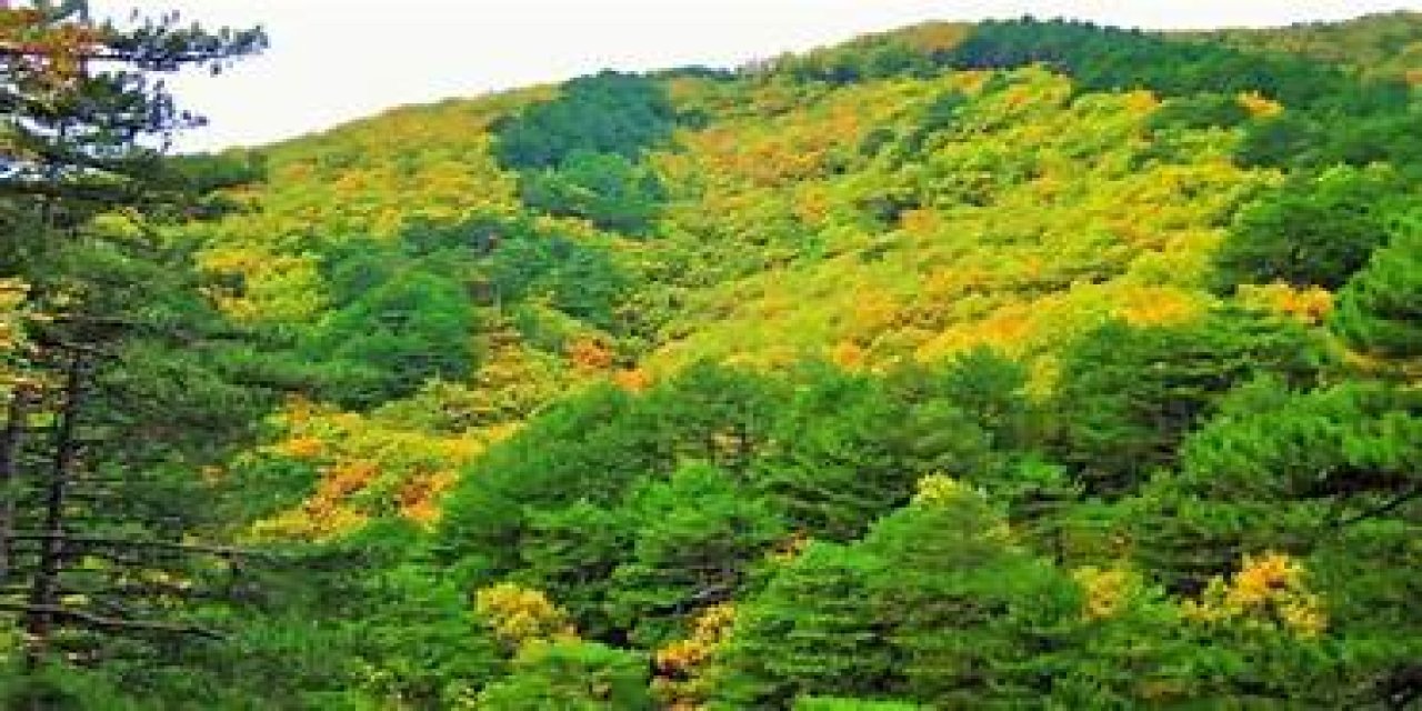 Ormanlık alanlara giriş yasaklandı