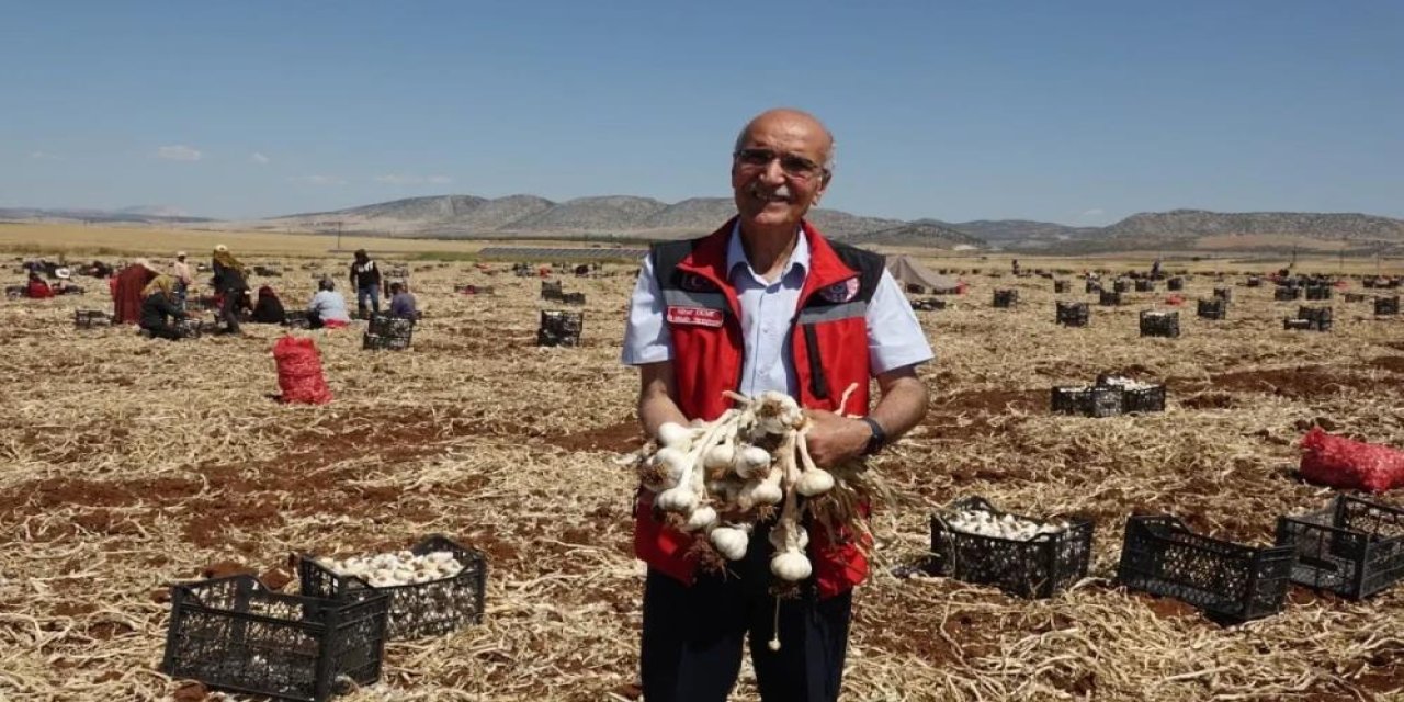 Tescili Araban Sarımsağı çiftçinin yüzünü güldürdü