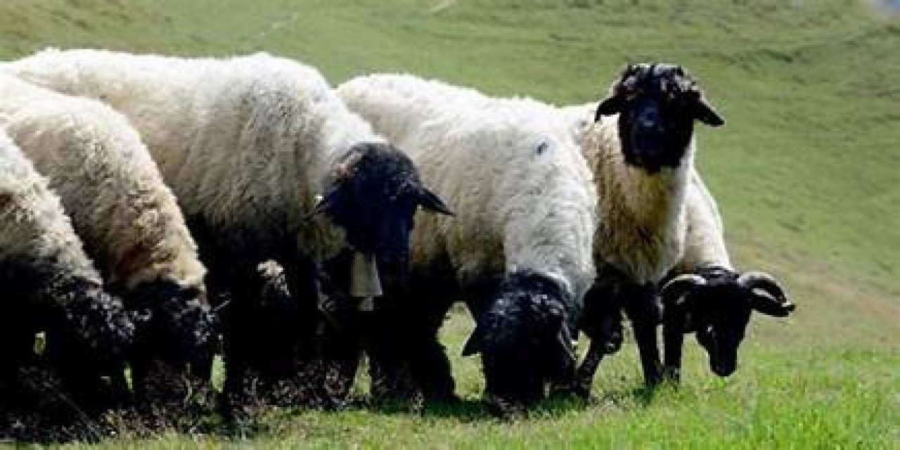 Şehitkâmil'de kurbanlık fiyatları açıklandı