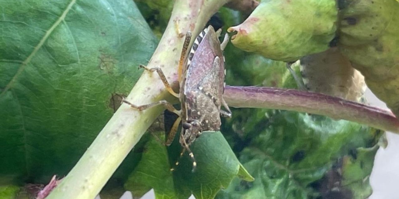 Yüzlerce çiftçinin kabusu oldu! Kiraz, erik ve dutlarda büyük zarar