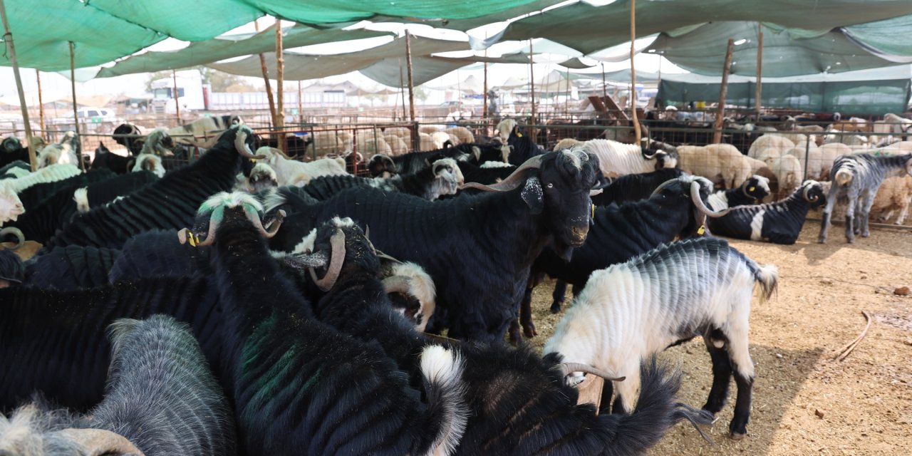 Toroslar, Mersin'in en büyük Kurban pazarıyla bayrama hazır