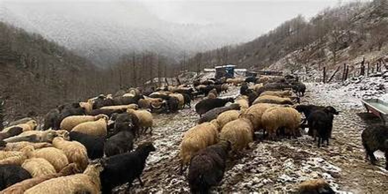 Hayvan hareketlerine yasak getirildi