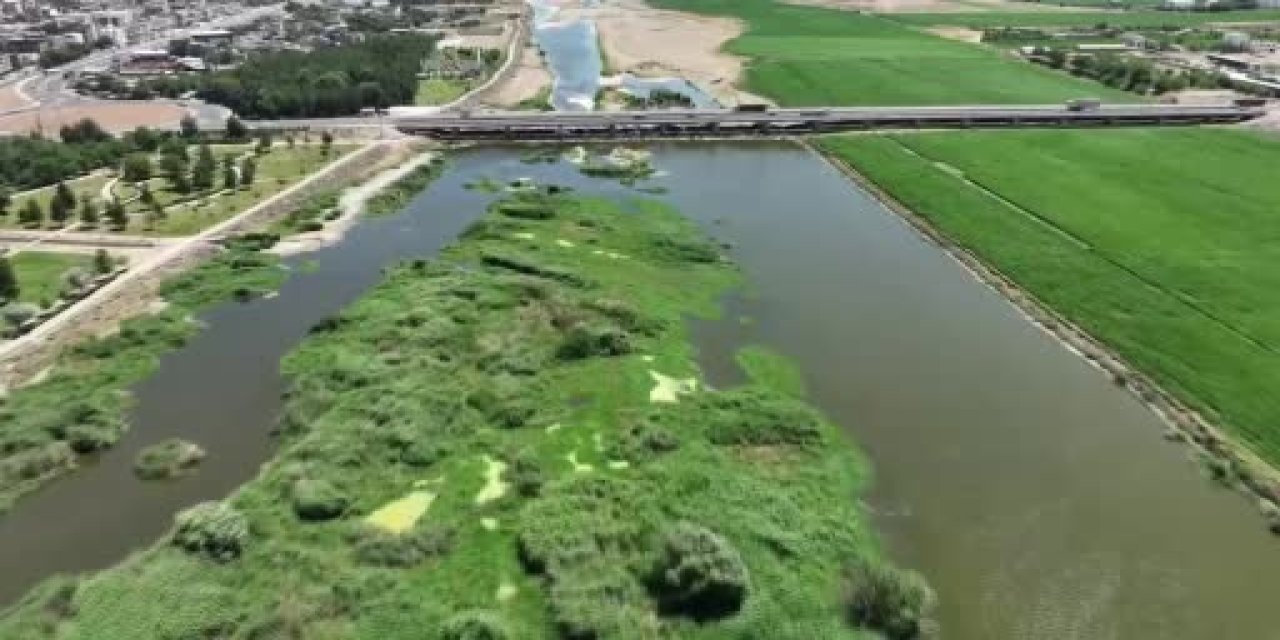 Bu kadarına da pes! Dicle Nehri kenarında kenevir adacıkları
