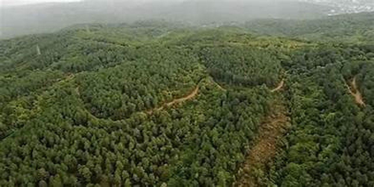 Ormanlık alanlara giriş yasaklandı