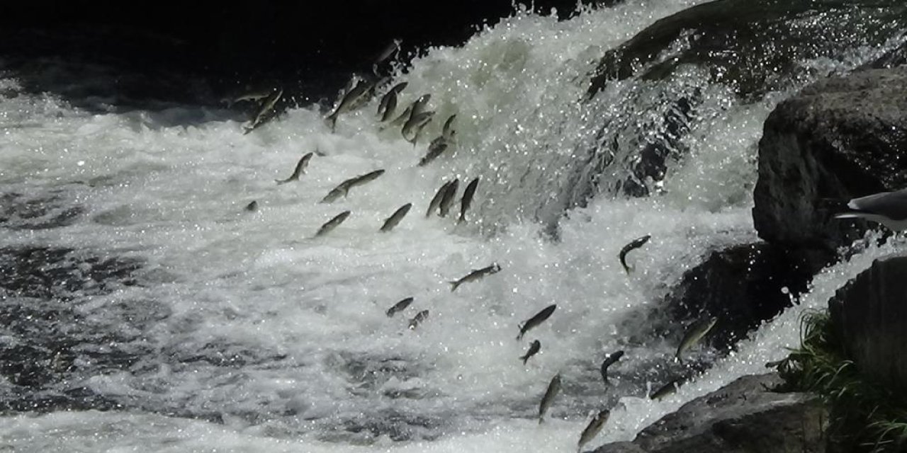 İnci kefalinin muhteşem göçü devam ediyor