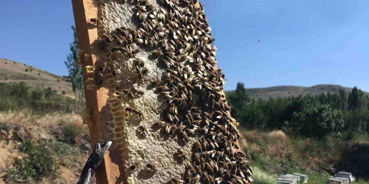 Şifa kaynağı Erciyes Karakovan Balı kazandırıyor