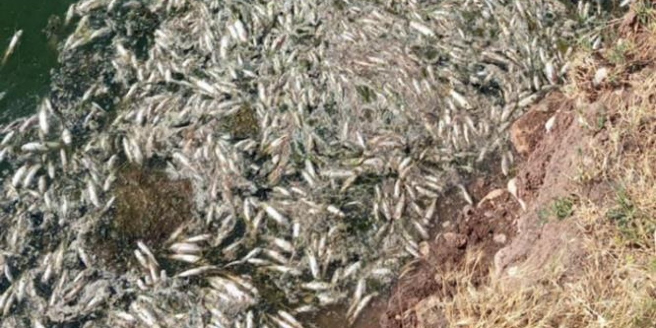 Karasu Çayı'ndaki balık ölümleri yöre halkını tedirgin ediyor