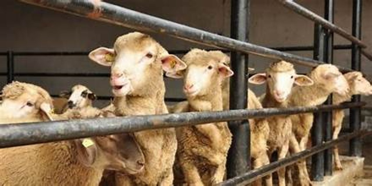 Bakan Yumaklı: Kurban Bayramı’nda kesilen hayvan sayısını açıkladı