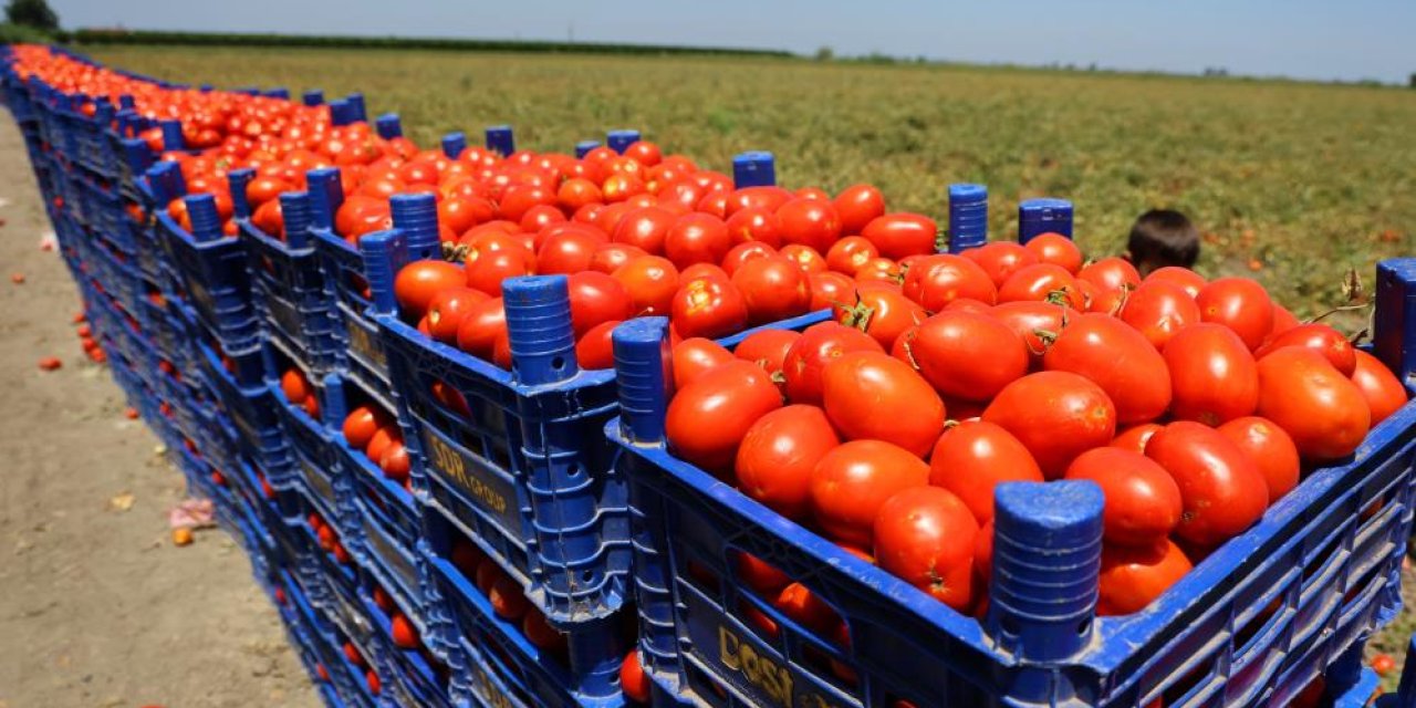 Adana'da domates tarlada 3 lira