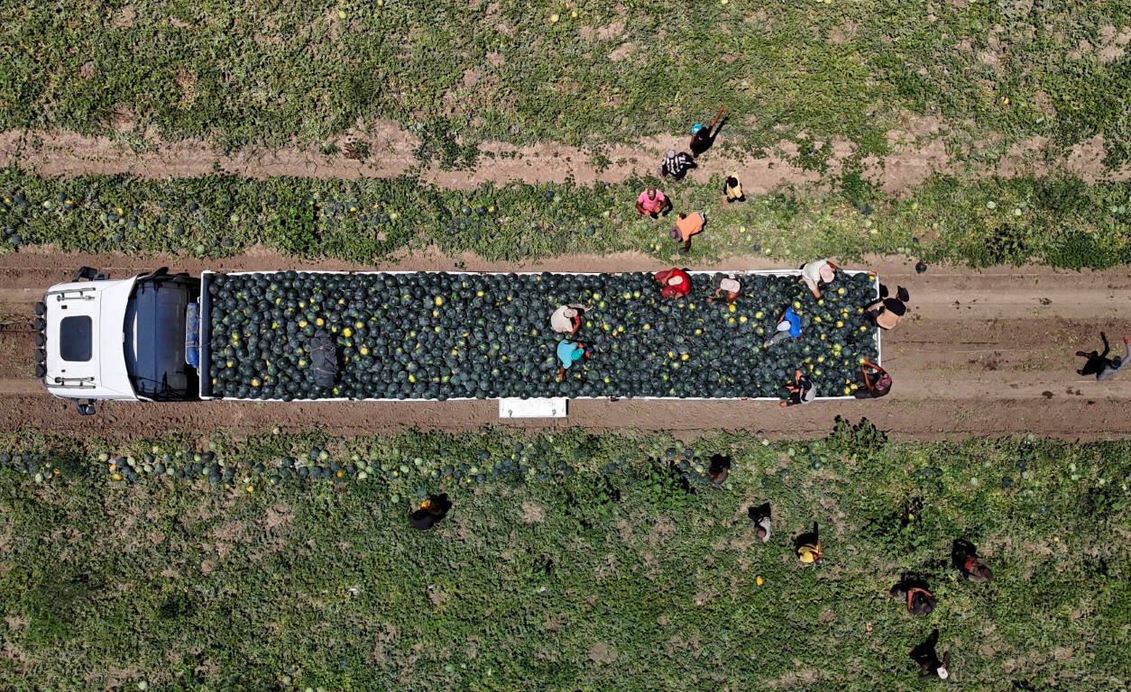 Adana’da karpuz fiyatları dibe vurdu: Kilosu 2,5 lira