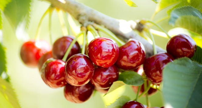 İstanbul’da Haziran ayında en çok kiraz pahalandı