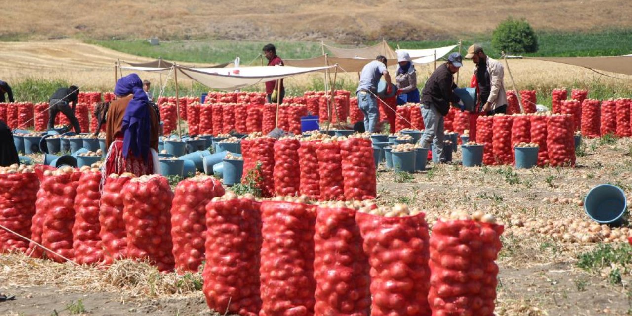 Amasya’da Avrupa ve Rusya’ya soğan ihraç ediliyor