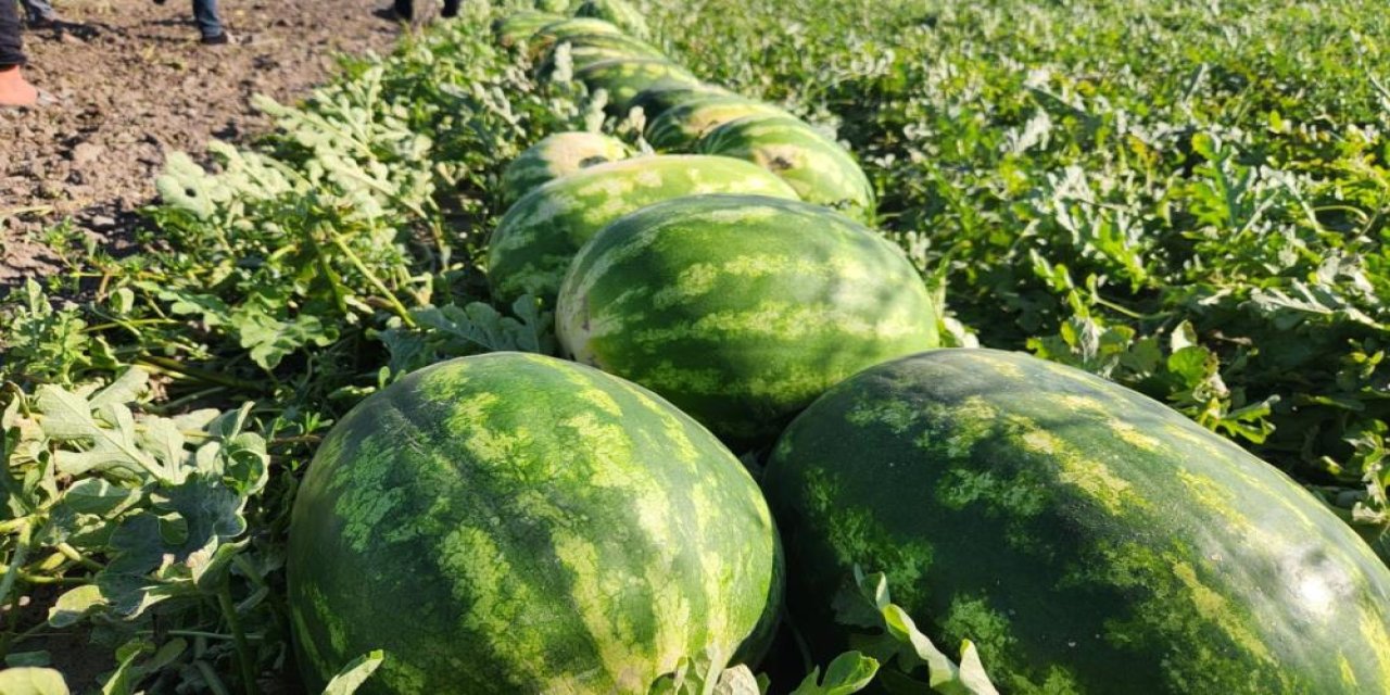 Karpuz, üreticisini üzdü! Tarlada 1 liralık Karpuz, raflarda 15 Lira