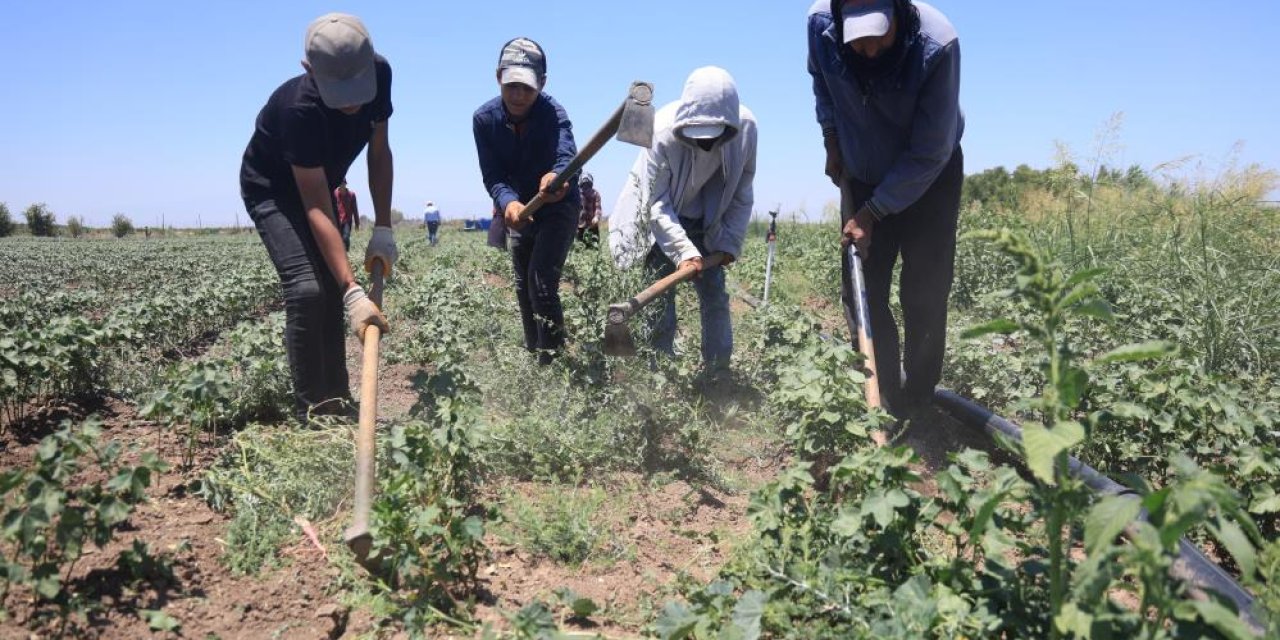Hatay’da  pamuk tarlasında 650 tl'ye hayat mücadelesi
