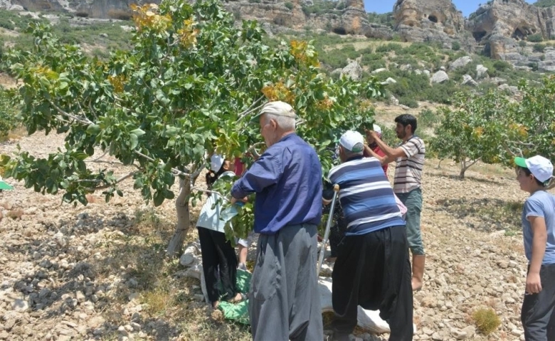 Mersin Mut’ta Antep fıstığı hasadı başladı