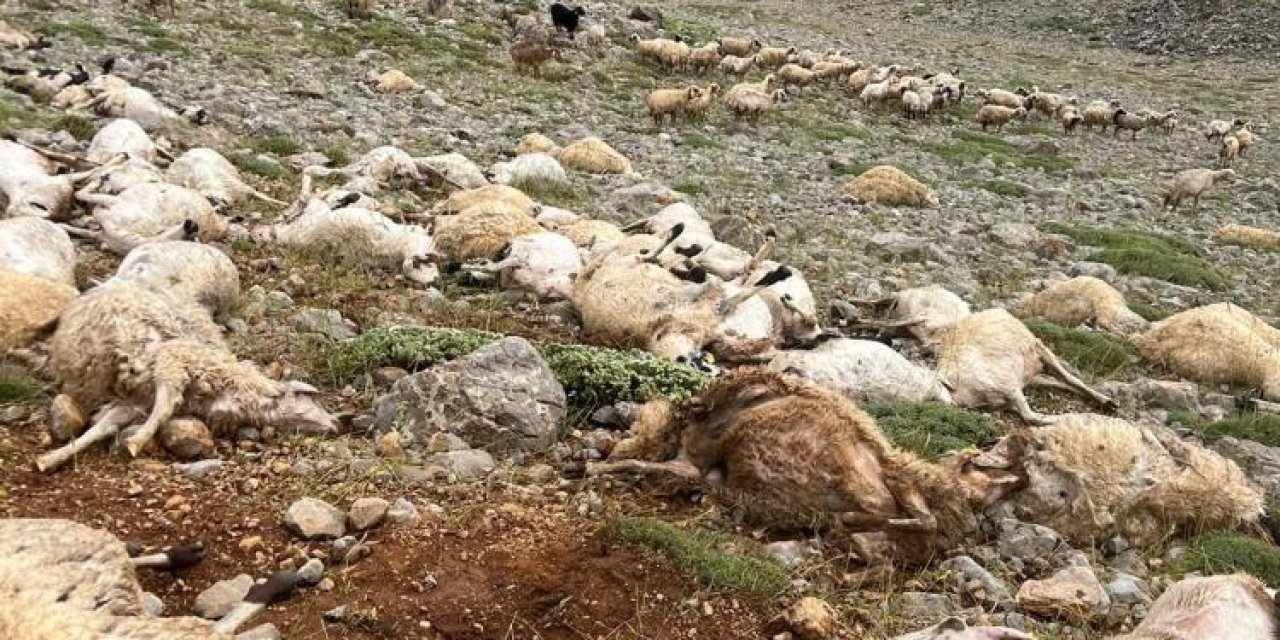 Tunceli’de yıldırım sürünün ortasına düştü, yüzlerce koyun  telef oldu