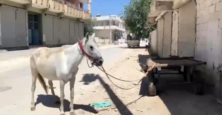 Suruç'ta yeni aldığı at hayatının şokunu yaşattı