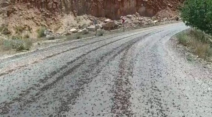 Tunceli kara yolunu  çekirge sürüsü istila etti