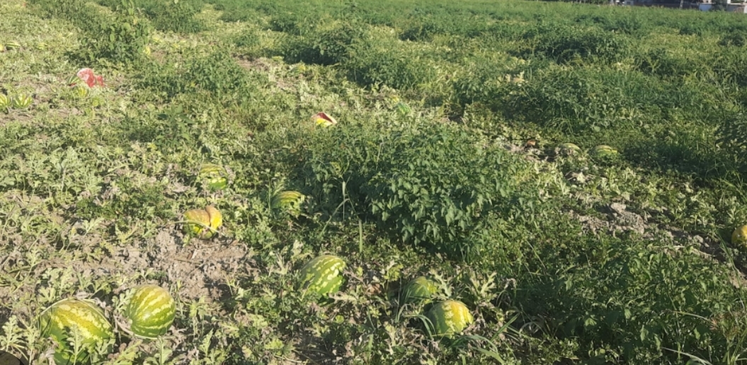 Mardin’de karpuz tarlası talan edildi sahibi şoke oldu