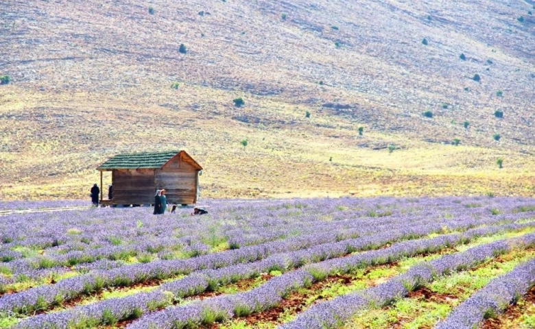 Kahramanmaraş'ta lavantalar görsel şölen sunuyor