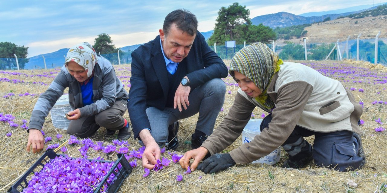 Yenişehir’de tarıma değer katacak proje: safran için tarlalar hazır