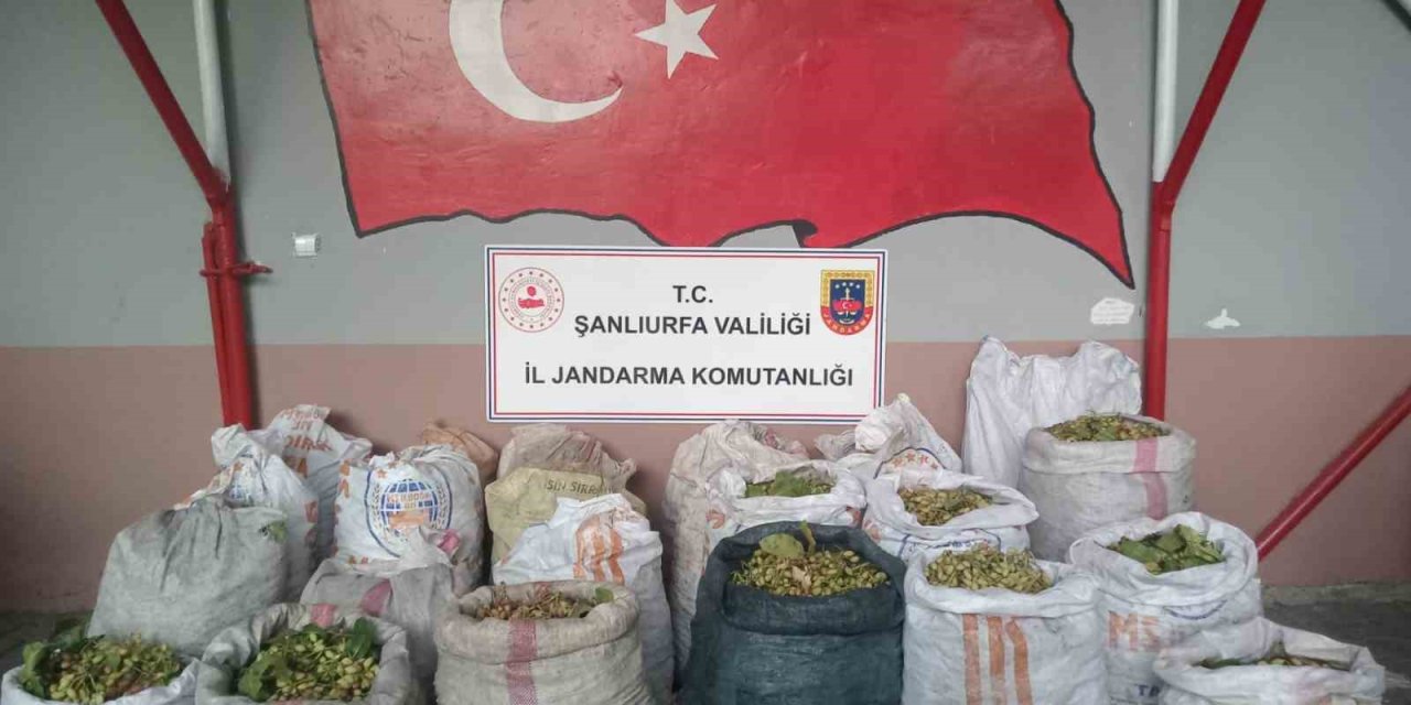 Şanlıurfa’da fıstık hırsızlığına 13 gözaltı