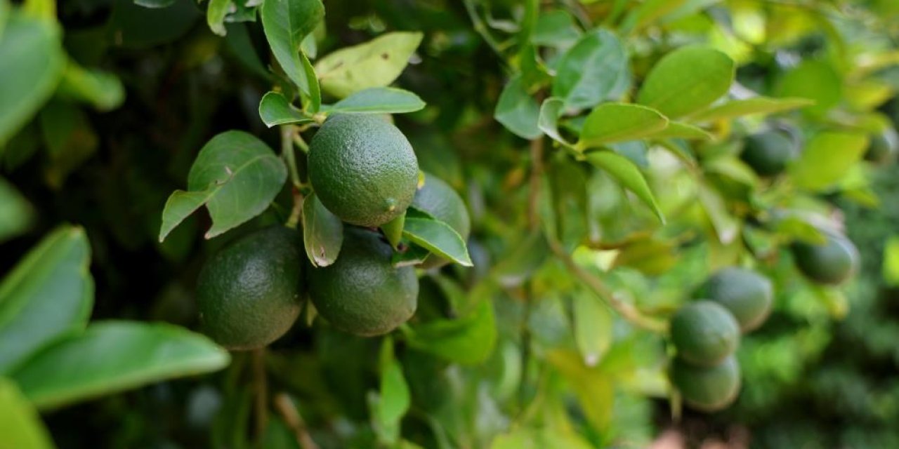 Limonda fiyatı düşürecek hasat başladı