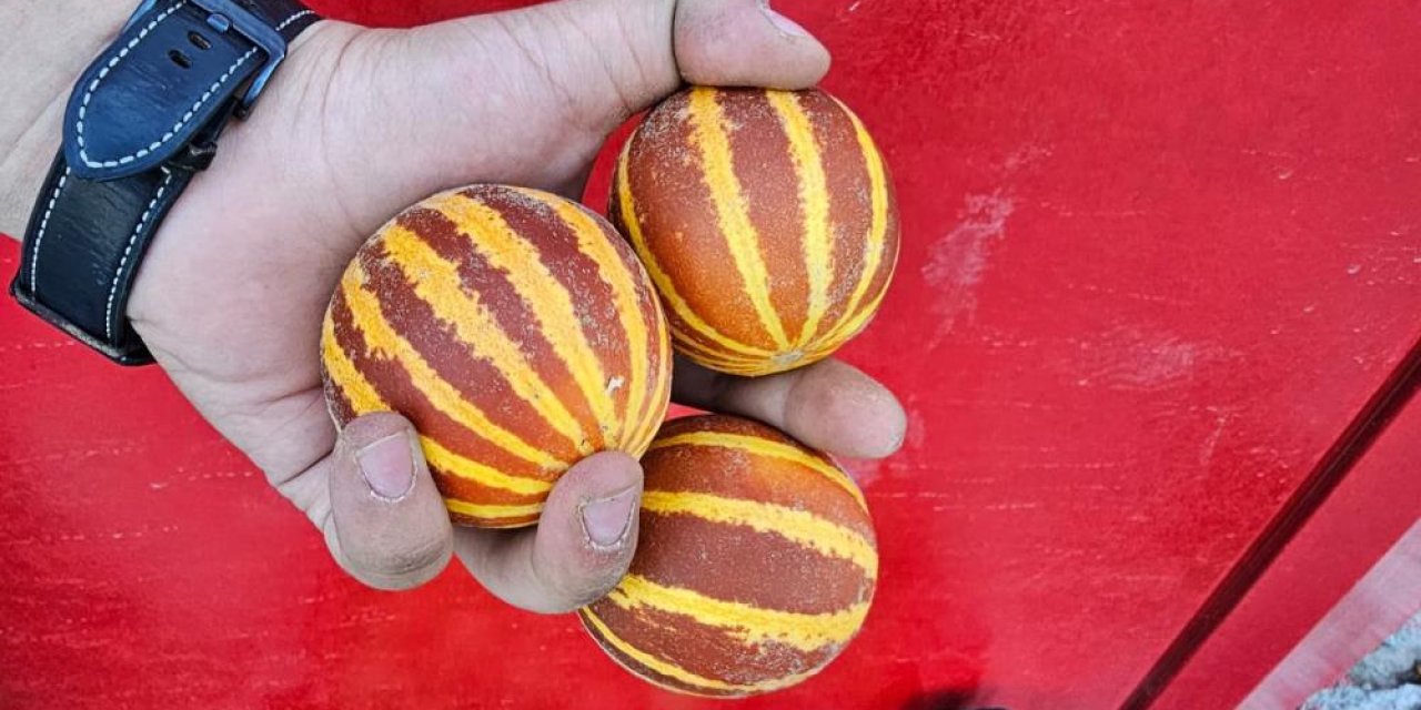 Şamama kavunu tezgahlarda yerini aldı