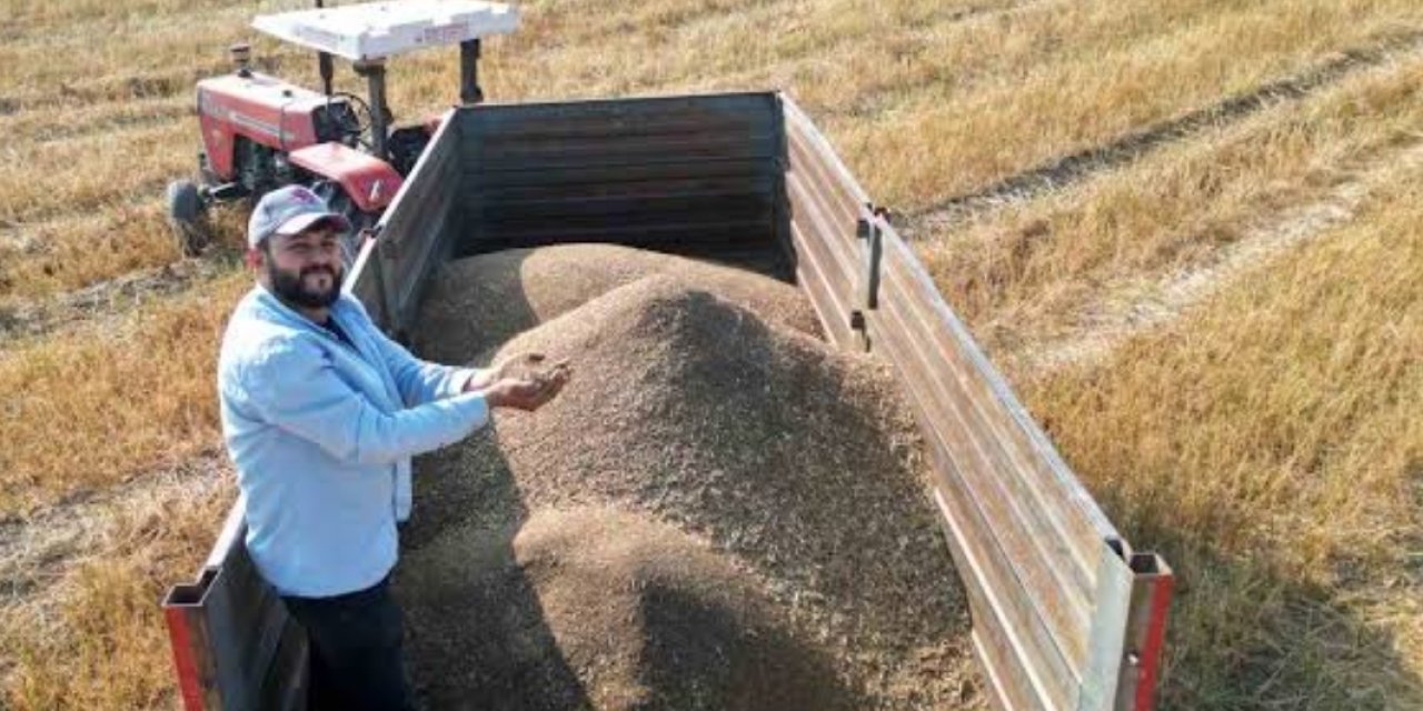 Maydanoz tohumu ihtiyacının yüzde 75’inin karşılandığı ilçede hasat başladı