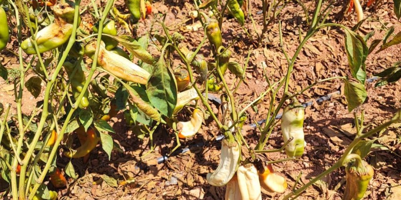 Tarlada alarm: sıcak hava biber üretimini vurdu