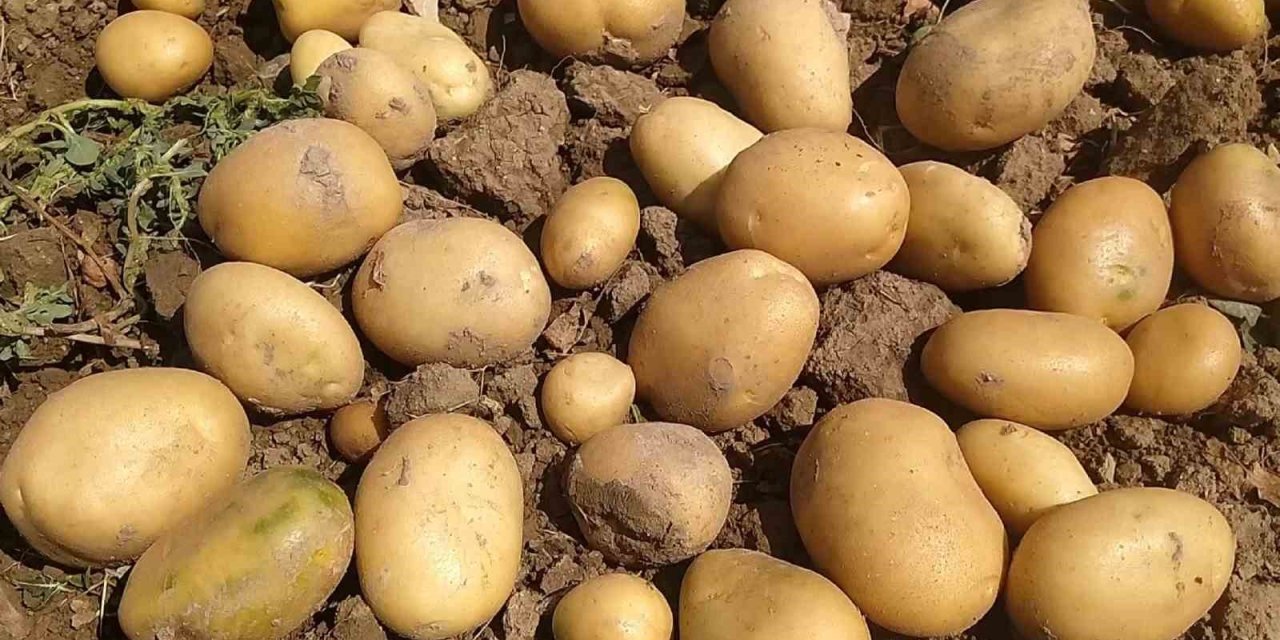 Mutfakların vazgeçilmezi Patates kabukları bakın ne işe yarıyor