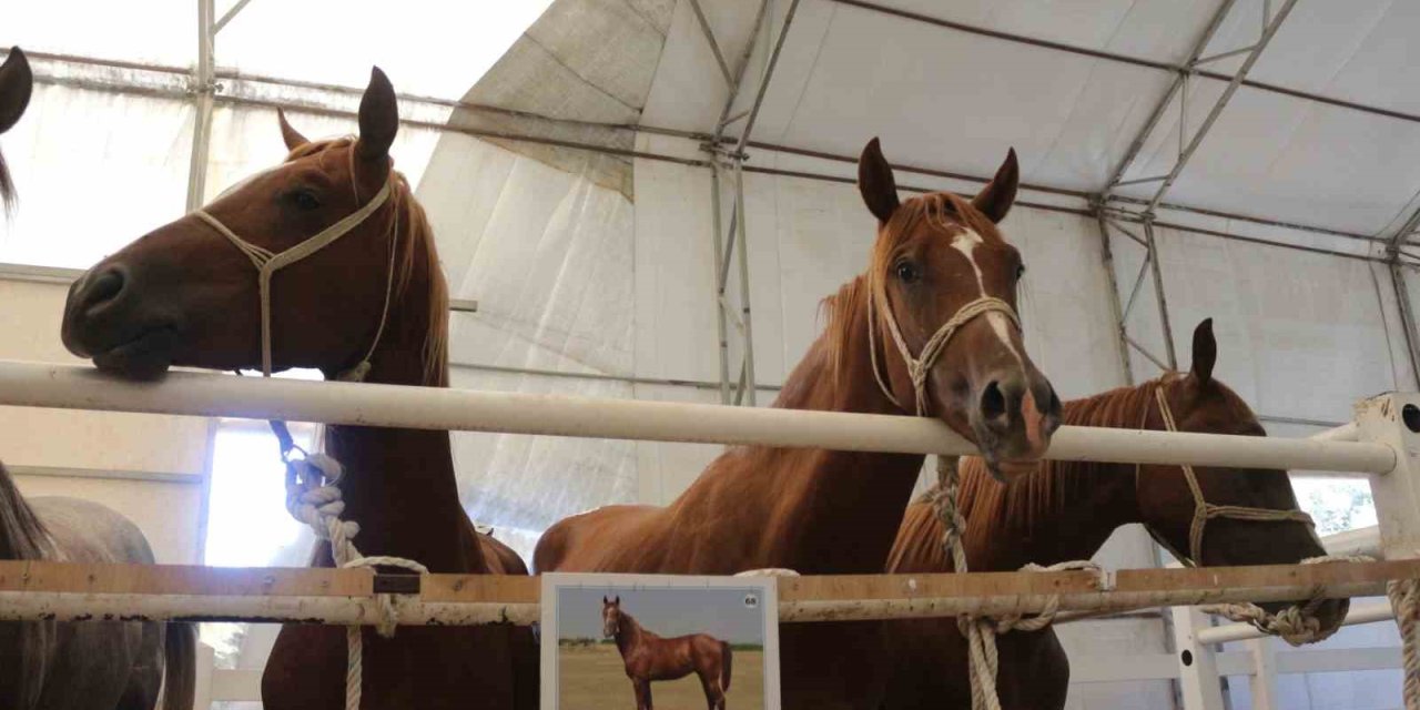 Bursa da 58 tay 25 milyon liraya satıldı