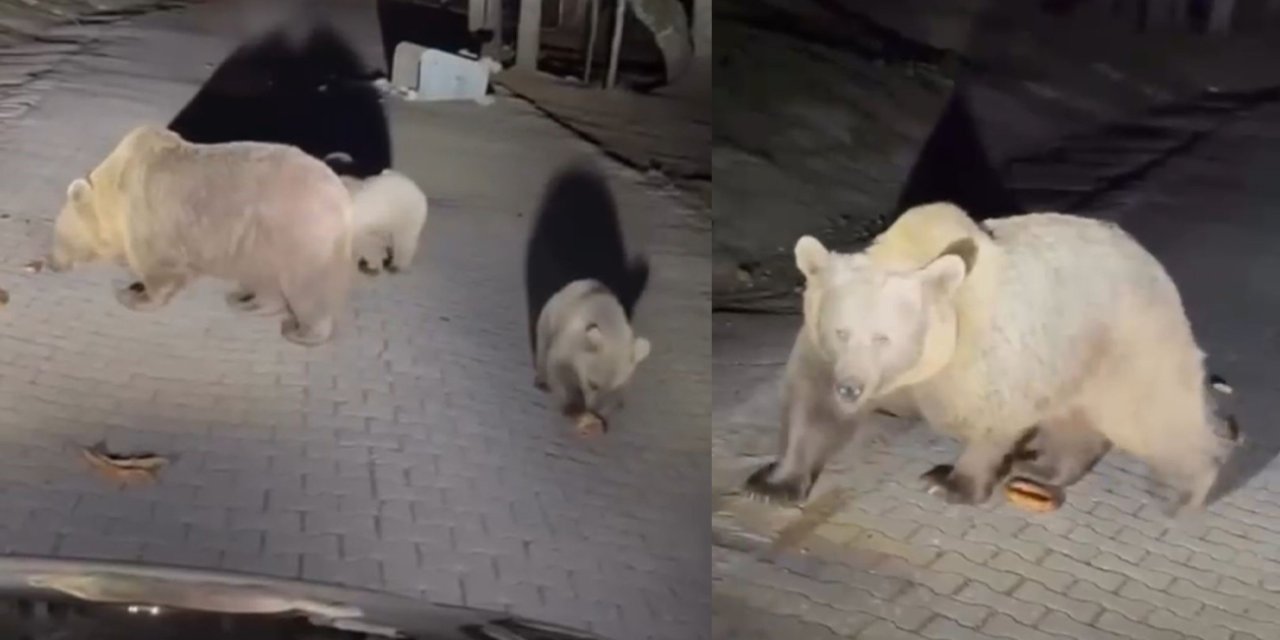 Her an karşınıza ayı çıkabilir