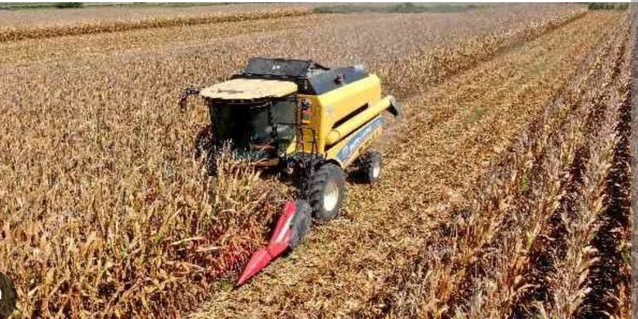 Çukurova da 1 milyon 135 bin ton rekolte bekleniyor