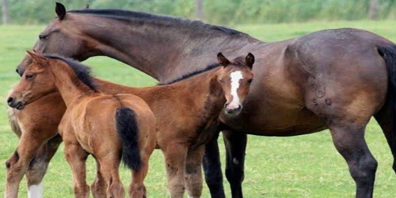 Kastamonu Üniversitesi, tayların bağışıklık sistemi üzerinde araştırma yapacak
