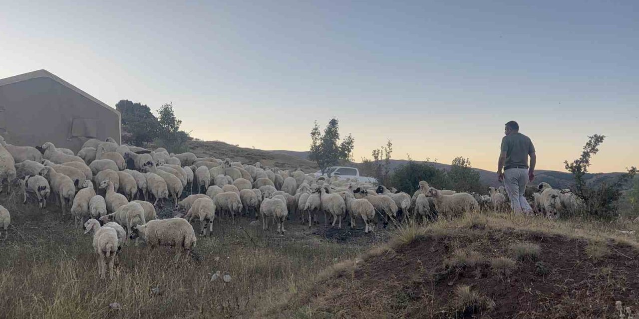 Erzincan’da ayı ve kurtlar koyun sürüsüne saldırdı