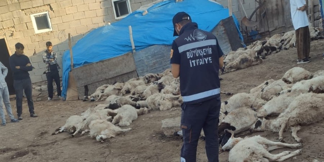 Van’da kurt saldırısı: 111 koyun telef oldu