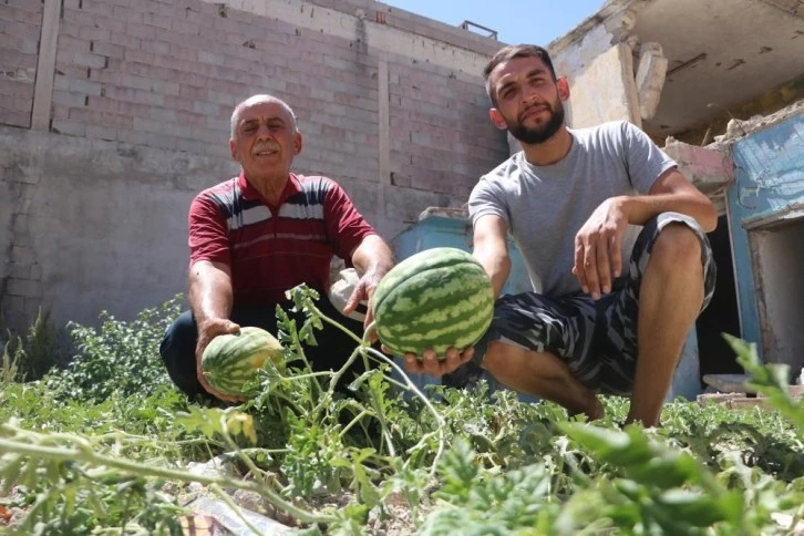 Hatay'da Depremde Yıkılan evin enkaz yerinde karpuz çıktı