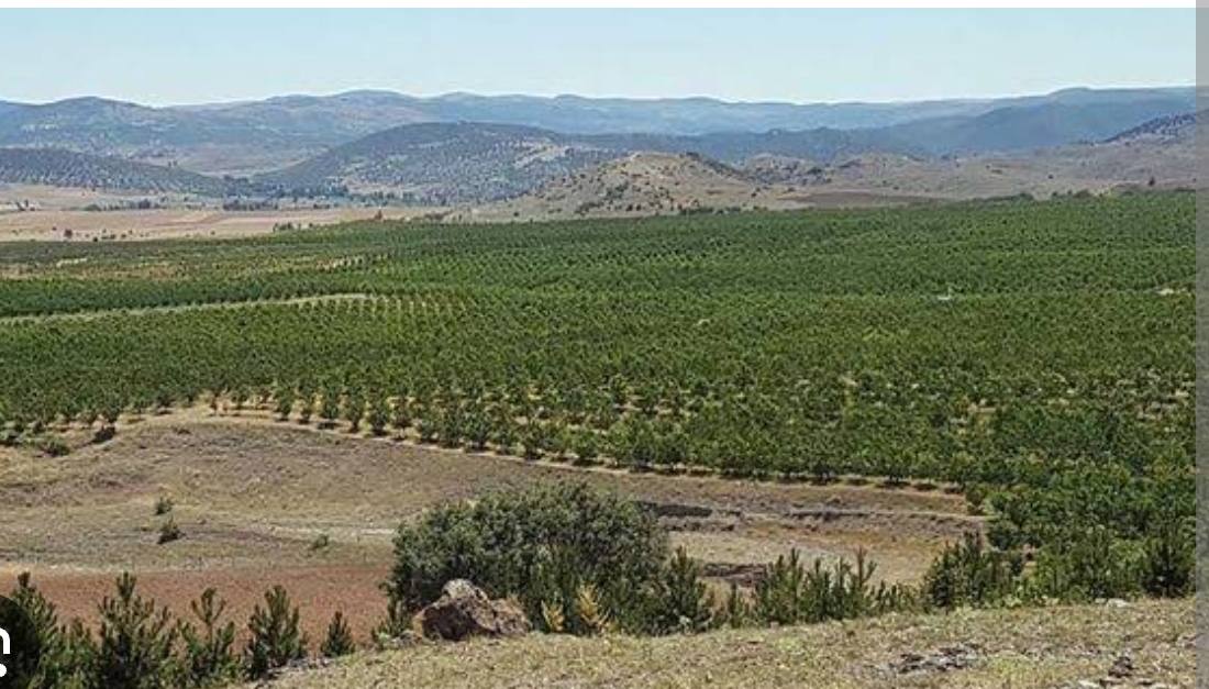 Atıl araziler üretime açılıyor: Kiralık tarla uygulaması başladı