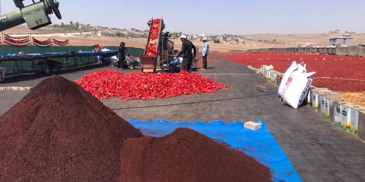 Şanlıurfa'da isotun 'acı' serüveni başladı
